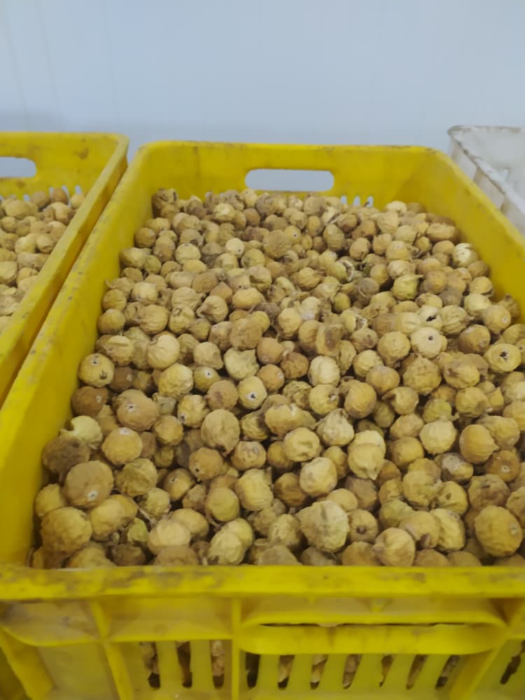 تصویر 1 از فروش انجیر سفید سه آ + قیمت کف بازار